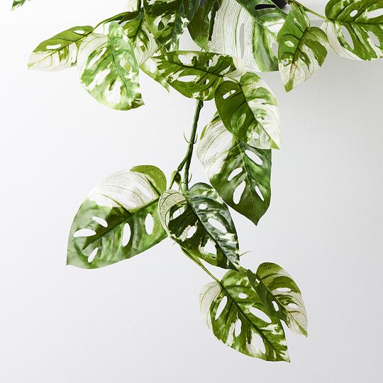 Monstera Adansonii Hanging Bush in Pot Pack of 2