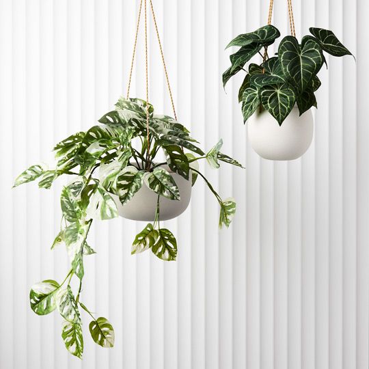 Monstera Adansonii Hanging Bush in Pot Pack of 2