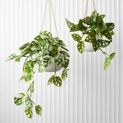 Monstera Adansonii Hanging Bush in Pot Pack of 2