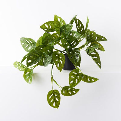 Monstera Adansonii Hanging Bush in Pot Pack of 4