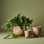 Monstera Adansonii Hanging Bush in Pot (Set of 4)
