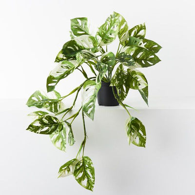 Monstera Adansonii Hanging Bush in Pot Pack of 4