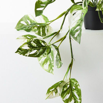 Monstera Adansonii Hanging Bush in Pot Pack of 4