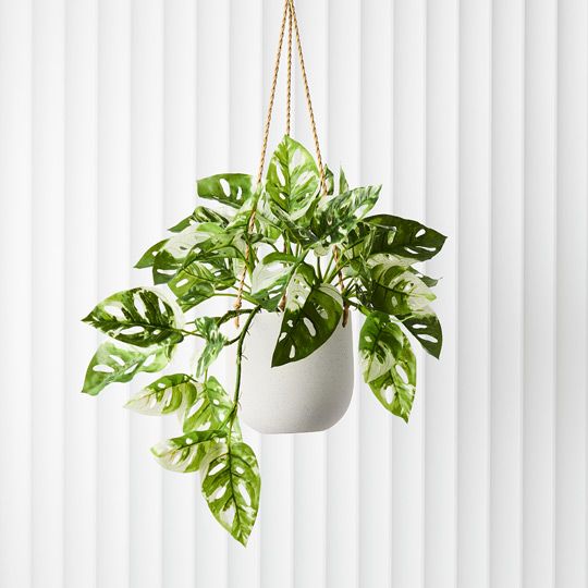 Monstera Adansonii Hanging Bush in Pot Pack of 4