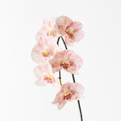 Orchid Phalaenopsis Infused x6 Pack of 12