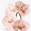 Orchid Phalaenopsis Infused x6 Pack of 12