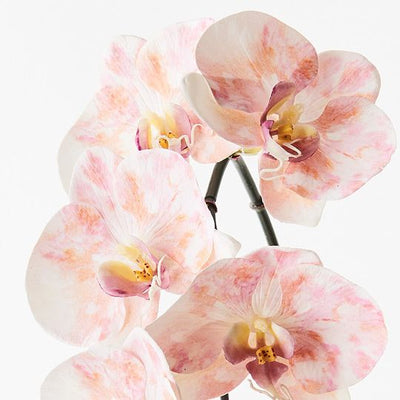 Orchid Phalaenopsis Infused x6 Pack of 12