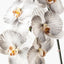 12 x Orchid Phalaenopsis Infused x8
