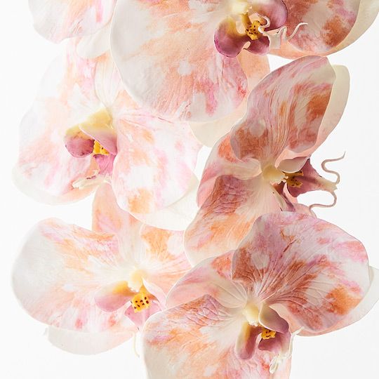 Orchid Phalaenopsis Infused x8 Pack of 12