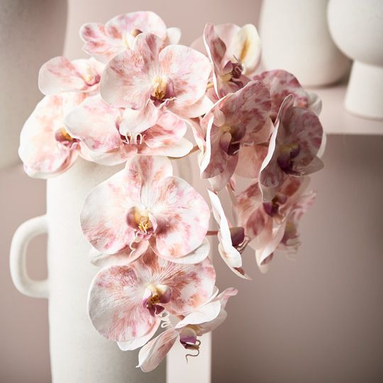 Orchid Phalaenopsis Infused x8 Pack of 12