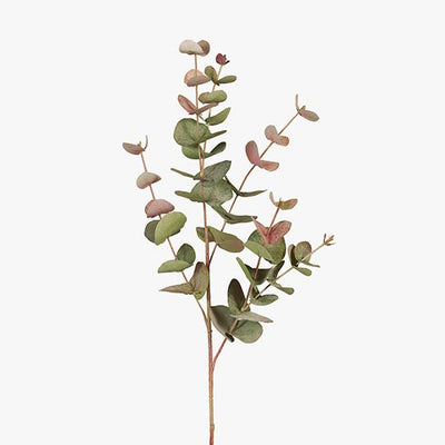 Eucalyptus Silver Dollar Pack of 12