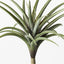 Tillandsia Pack of 6