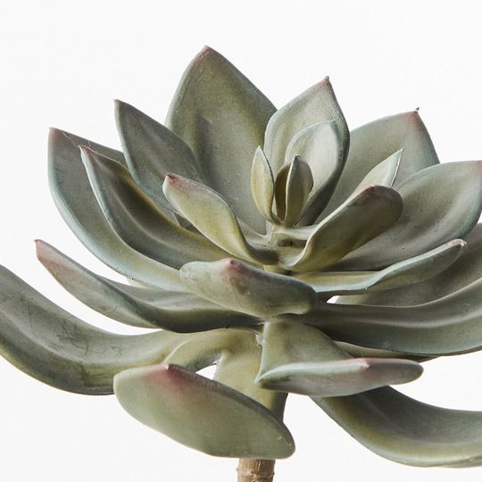 Echeveria Pack of 12