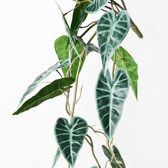 Alocasia Bambino Hanging Bush Pack of 6