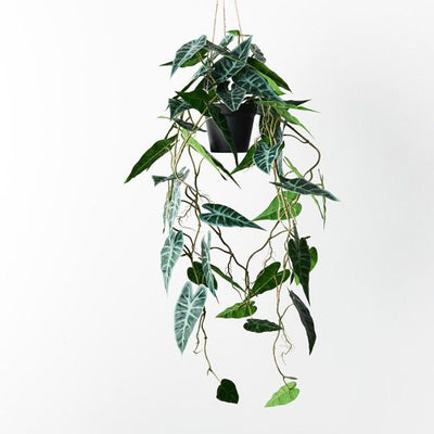 Alocasia Bambino Hanging Pot Pack of 2