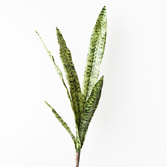 Sansevieria Bush Pack of 12