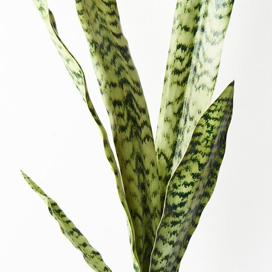 Sansevieria Bush Pack of 12