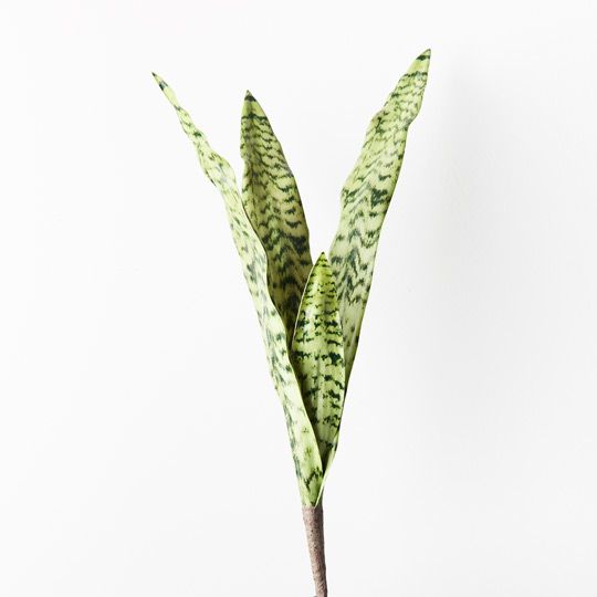 Sansevieria Bush Pack of 12