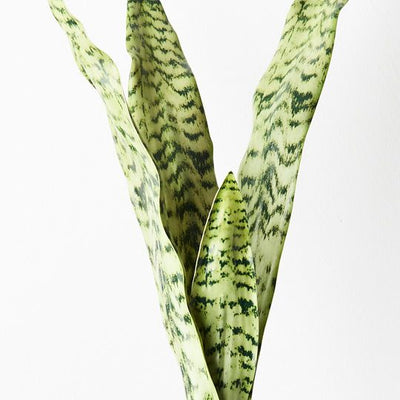 Sansevieria Bush Pack of 12