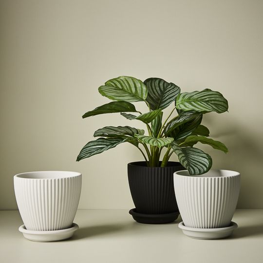 2 x Pot Johanna w/saucer