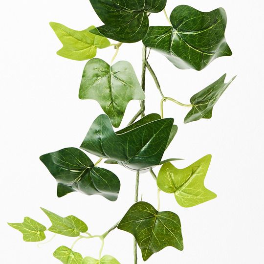 Ivy English Garland Pack of 12