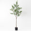 Olive Tree Pack of 2