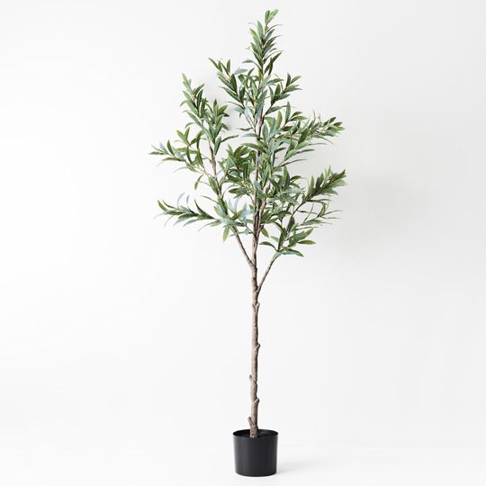 Olive Tree Pack of 2