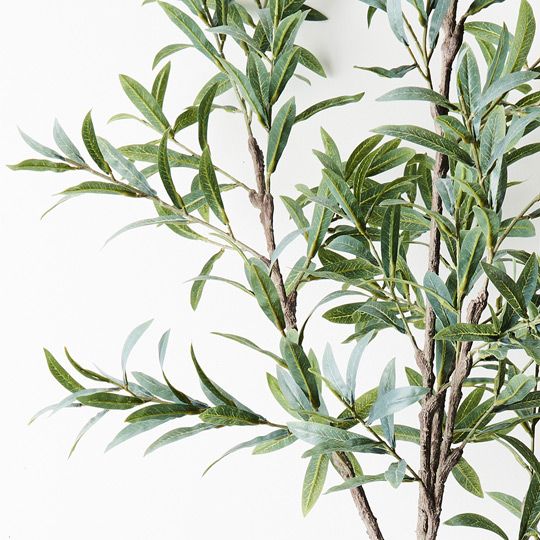 Olive Tree Pack of 2