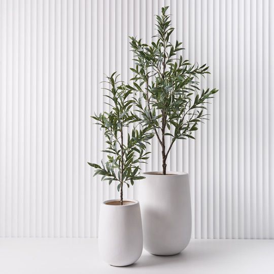 Olive Tree Pack of 2