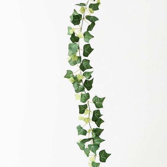 Ivy English Garland Pack of 12