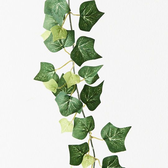 Ivy English Garland Pack of 12