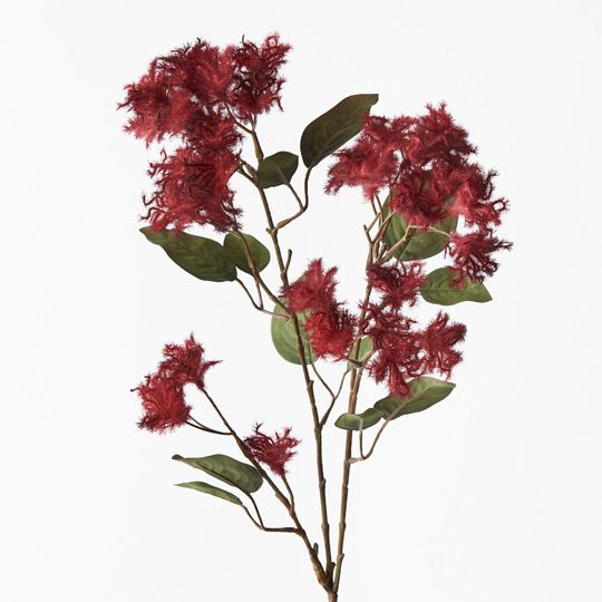 Smoke Bush Spray Pack of 12