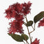 Smoke Bush Spray Pack of 12