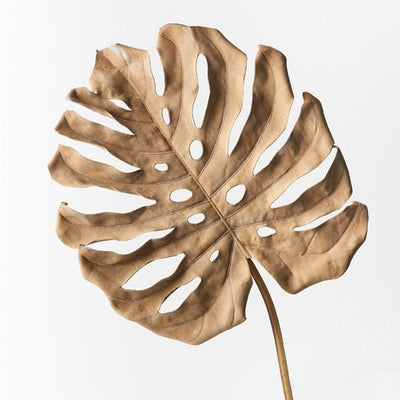 12 x Monstera Leaf