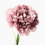 12 x Carnation