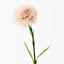 Carnation Pack of 12