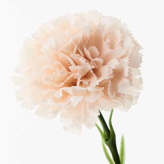 Carnation Pack of 12