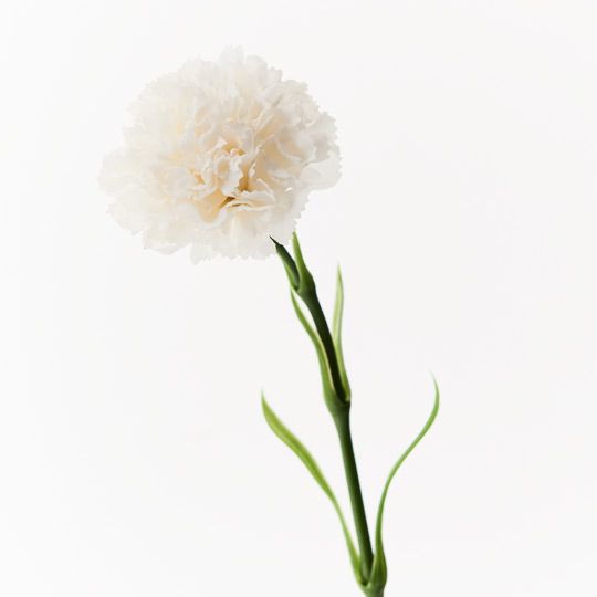 Carnation Pack of 12