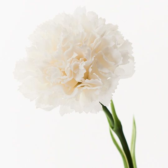 Carnation Pack of 12