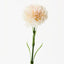 Carnation Pack of 12