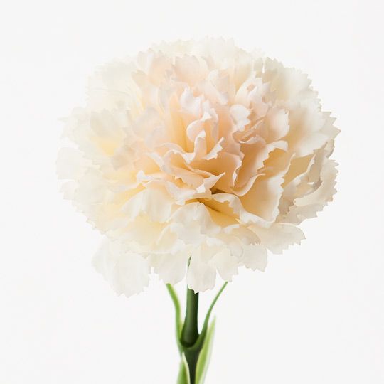 Carnation Pack of 12