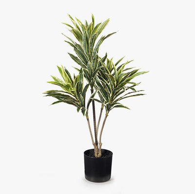 Cordyline Plant Pack of 2