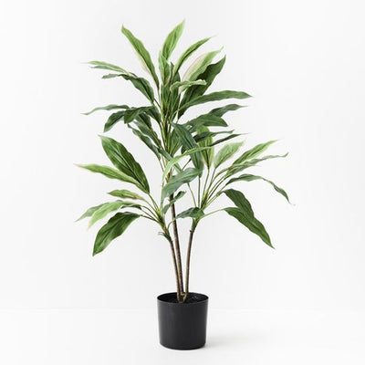 2 x Cordyline Plant