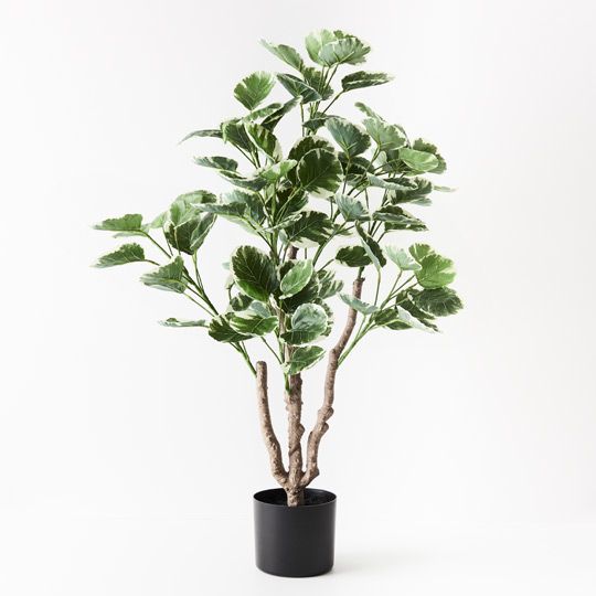 2 x Peperomoides Plant