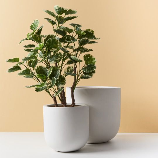 2 x Peperomoides Plant