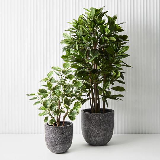 2 x Peperomoides Plant