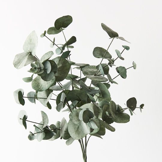 Eucalyptus Silver Dollar Bush Pack of 6