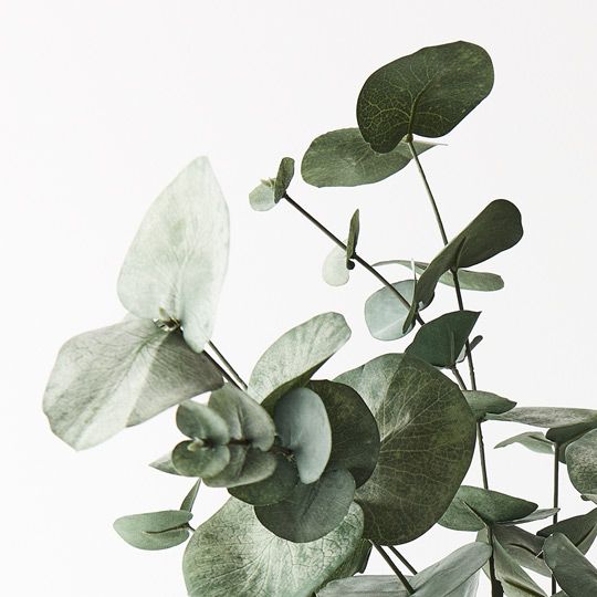 Eucalyptus Silver Dollar Bush Pack of 6