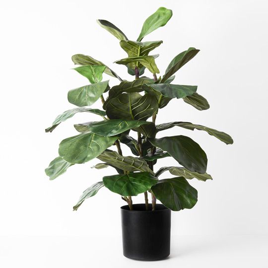 2 x Fiddle Leaf Tree