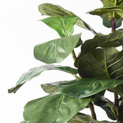 2 x Fiddle Leaf Tree